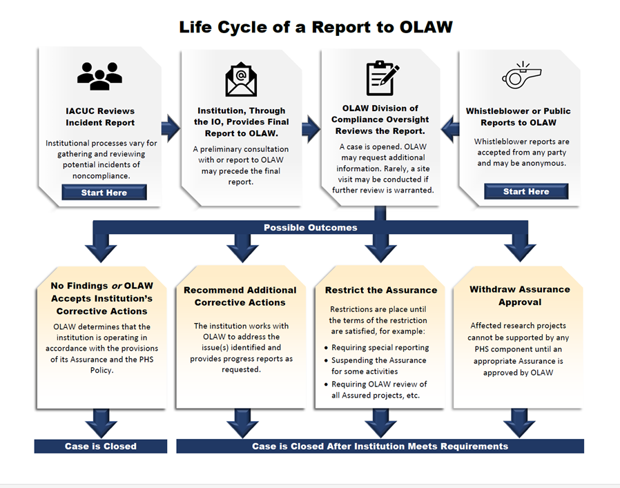 Figure 1 is an image of a flowchart showing the life cycle of a report to OLAW. The process begins with receiving a report from the Institutional Official (IO), then OLAW evaluates the incident and IACUC proposed corrective actions. OLAW may put additional measures into place for serious incidents and repeated patterns of noncompliance, such as requesting enhanced reporting.